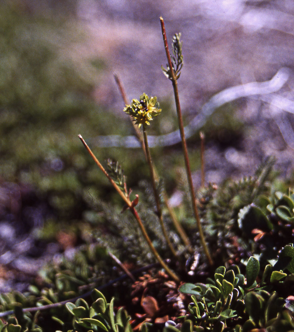Ivesia gordonii