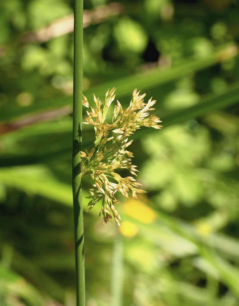 Juncus hesperius (Bog rush)