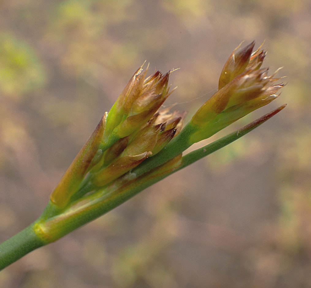 Juncus nevadensis var. inventus (Dune rush)