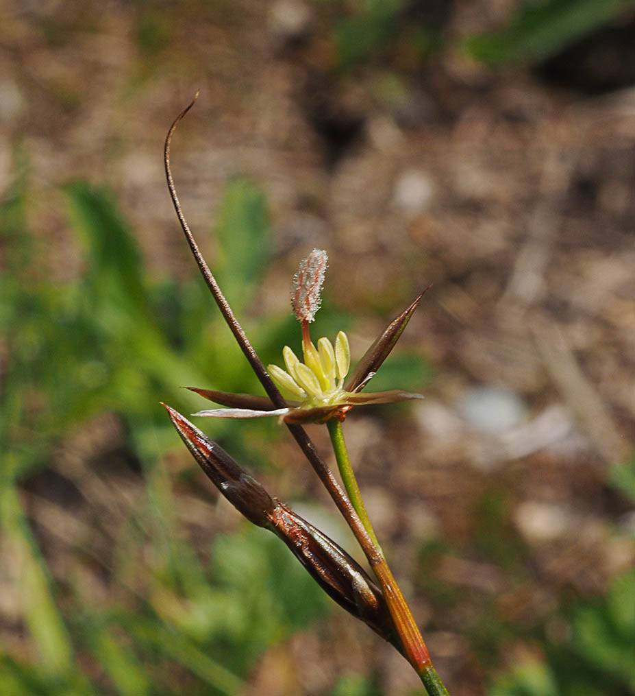 Juncus parryi (Parry's rush)