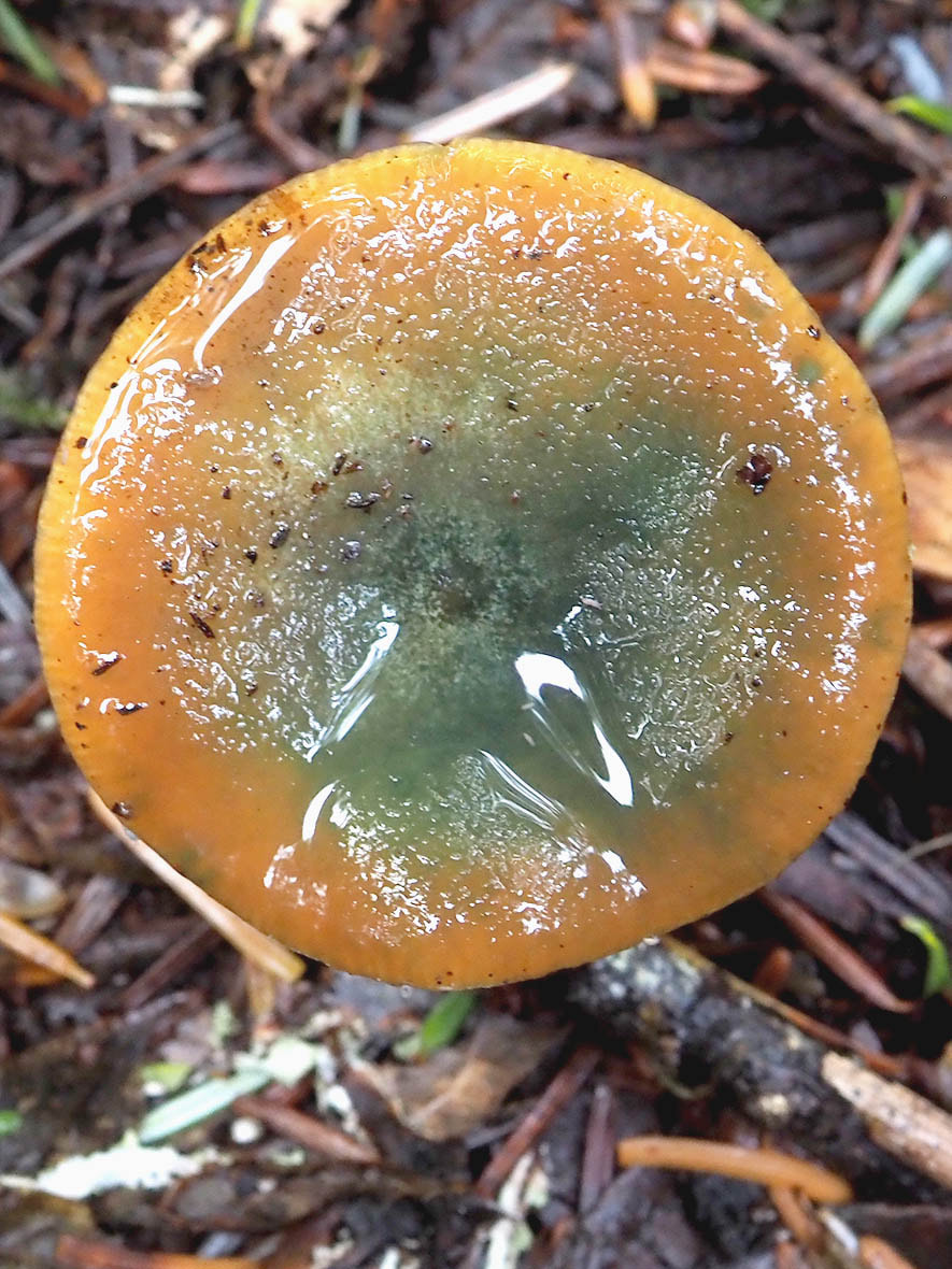 Lactarius deliciosus (Delicious milk-cap)