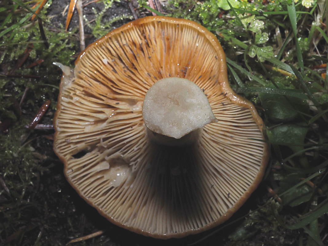 Lactarius olympianus