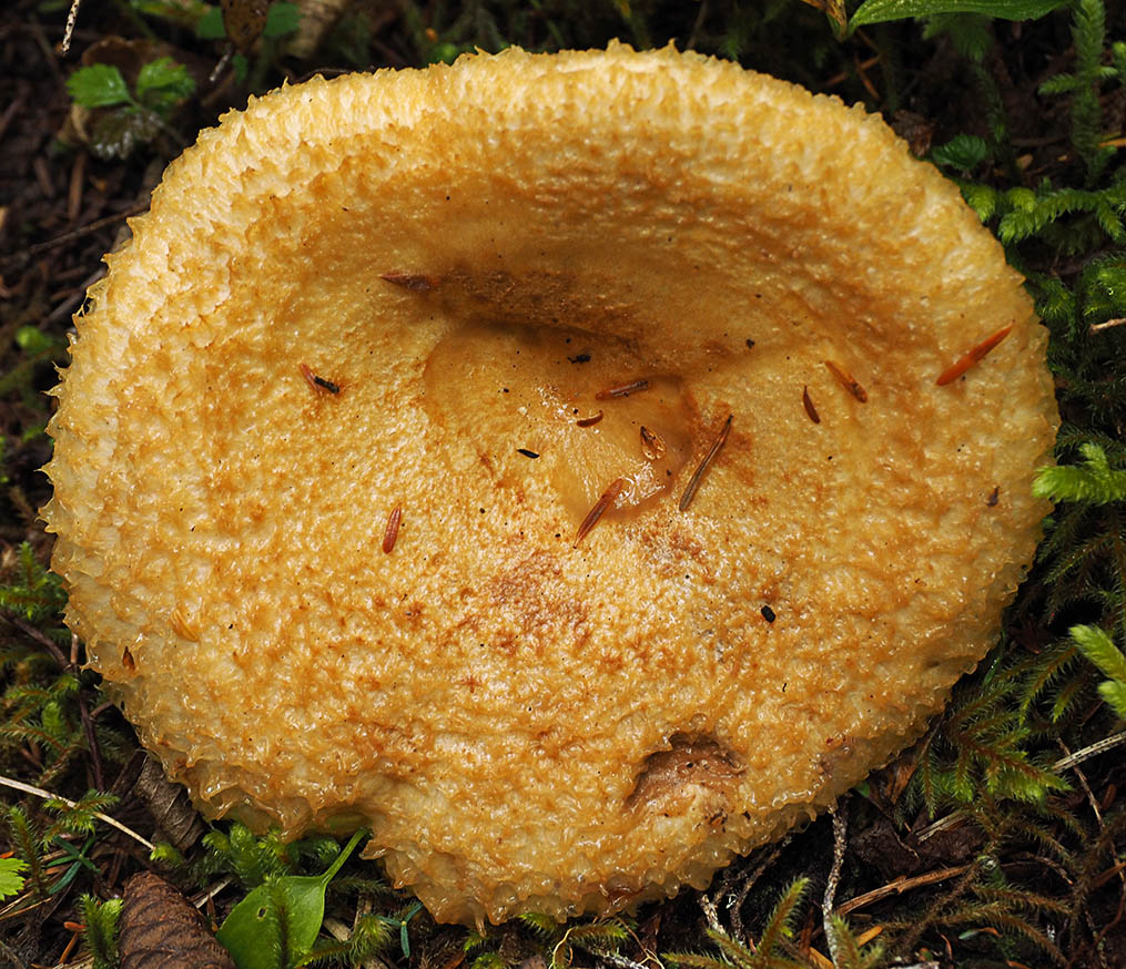 Lactarius scrobiculatus (Pitted milk-cap)