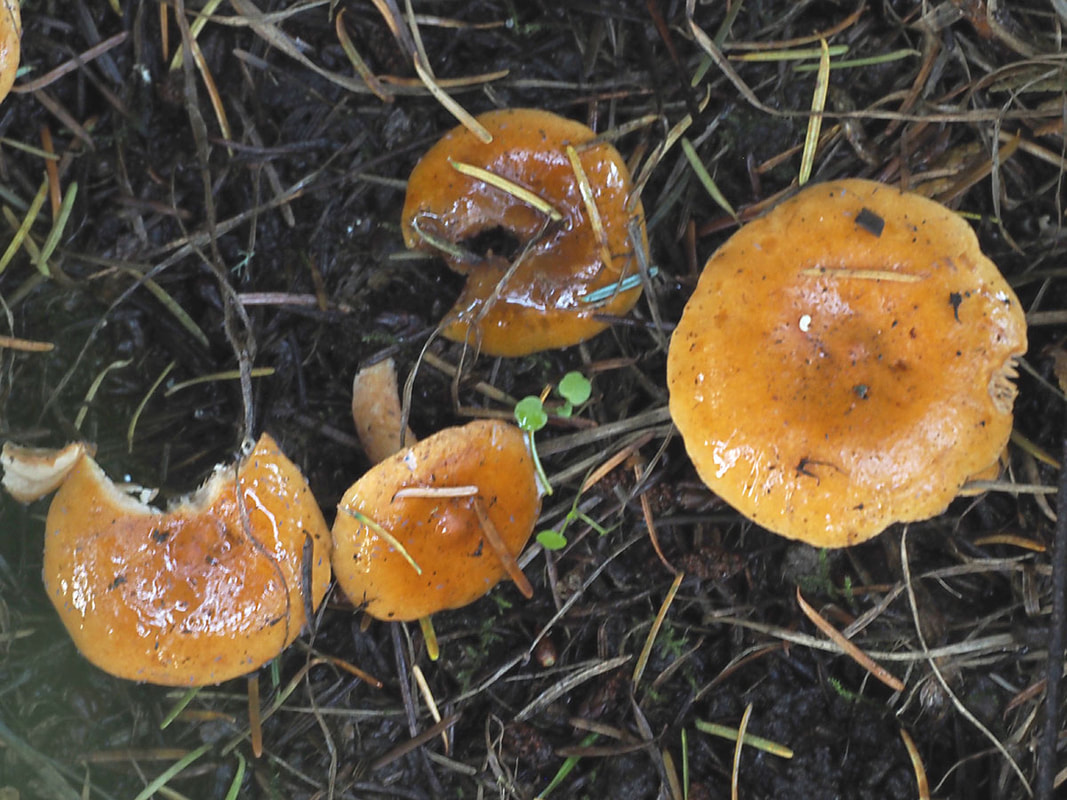 Lactarius substriatus 
