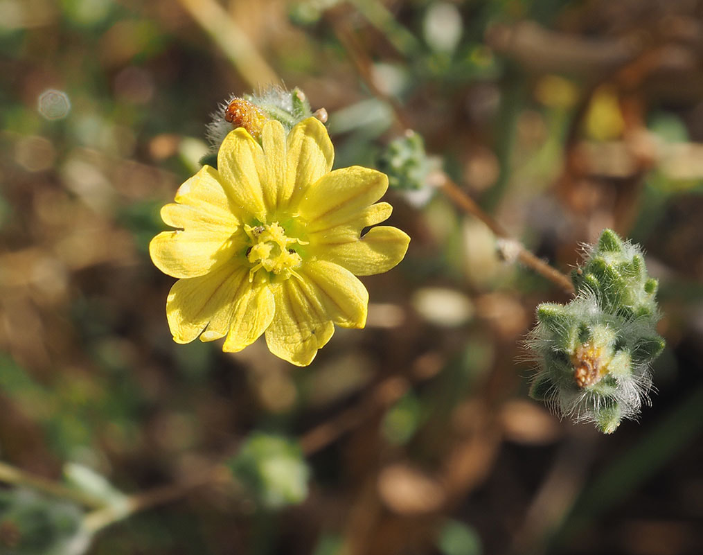 Lagophylla ramosissima