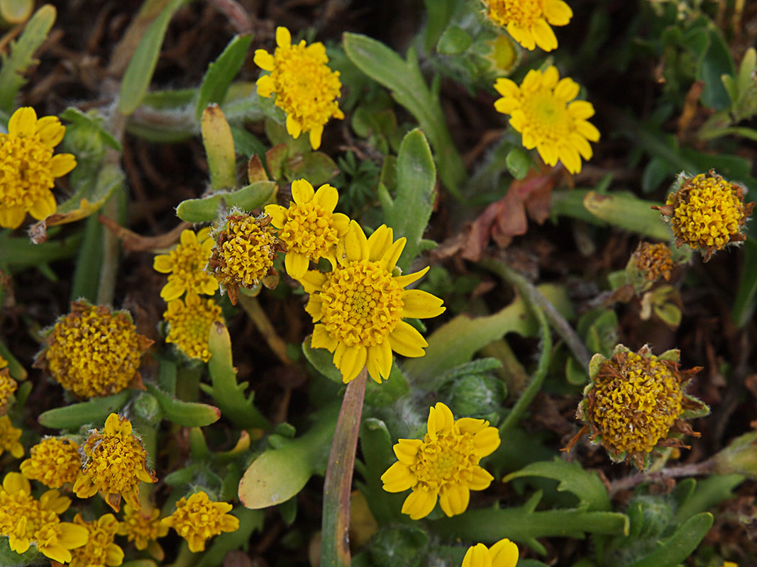 Lasthenia minor