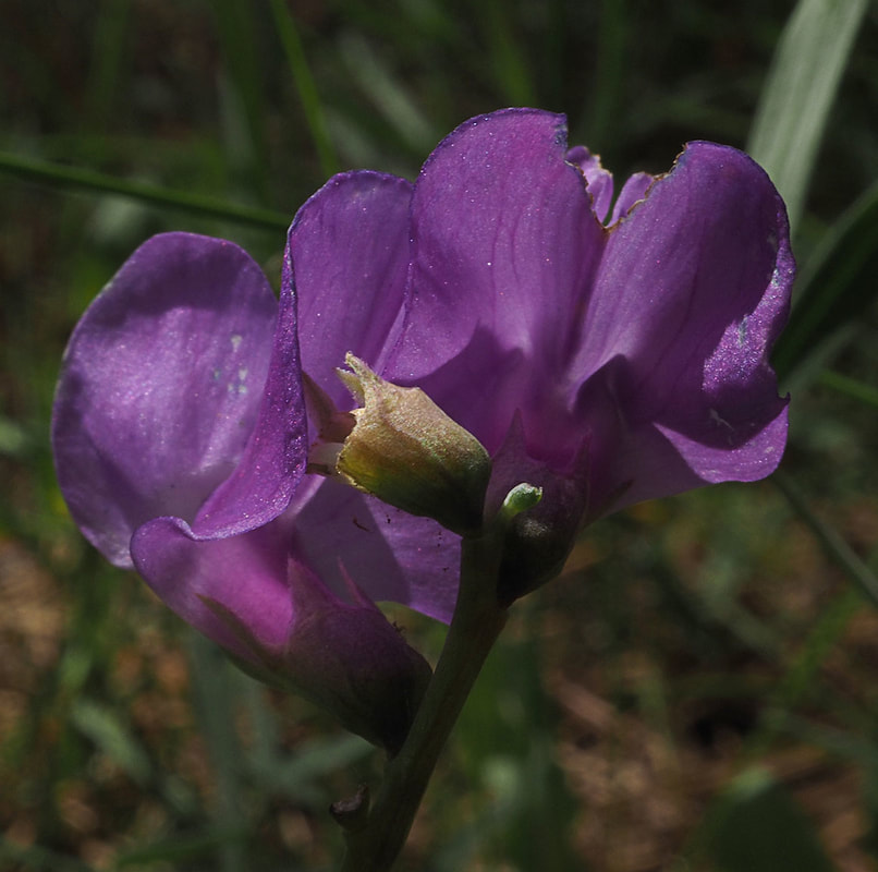 Lathyrus lanszwertii