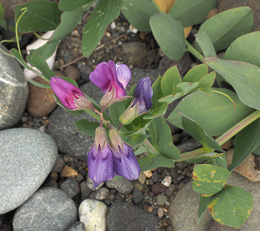 Lathyrus littoralis