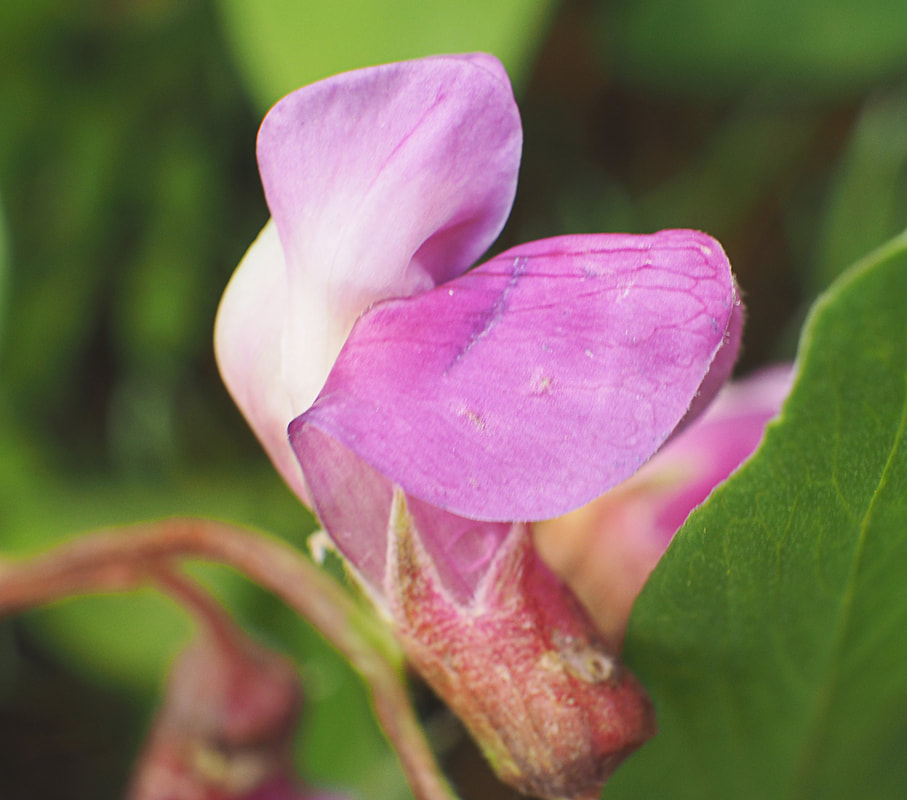 Lathyrus nevadensis var. nevadensis