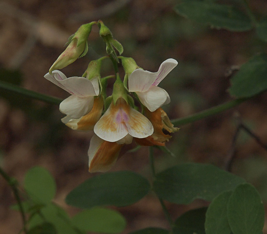 Lathyrus vestitus var. vestitus