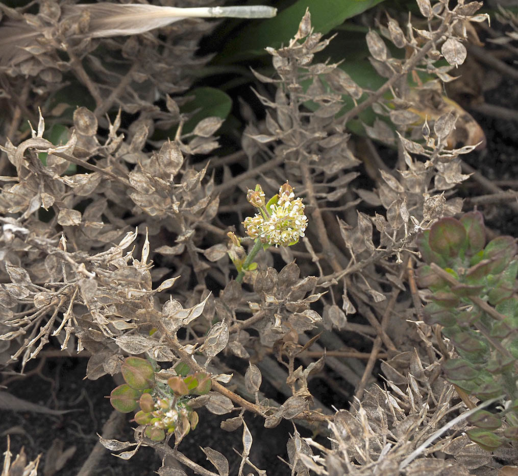 Lepidium virginicum ssp. menziesii (Coastal peppergrass)