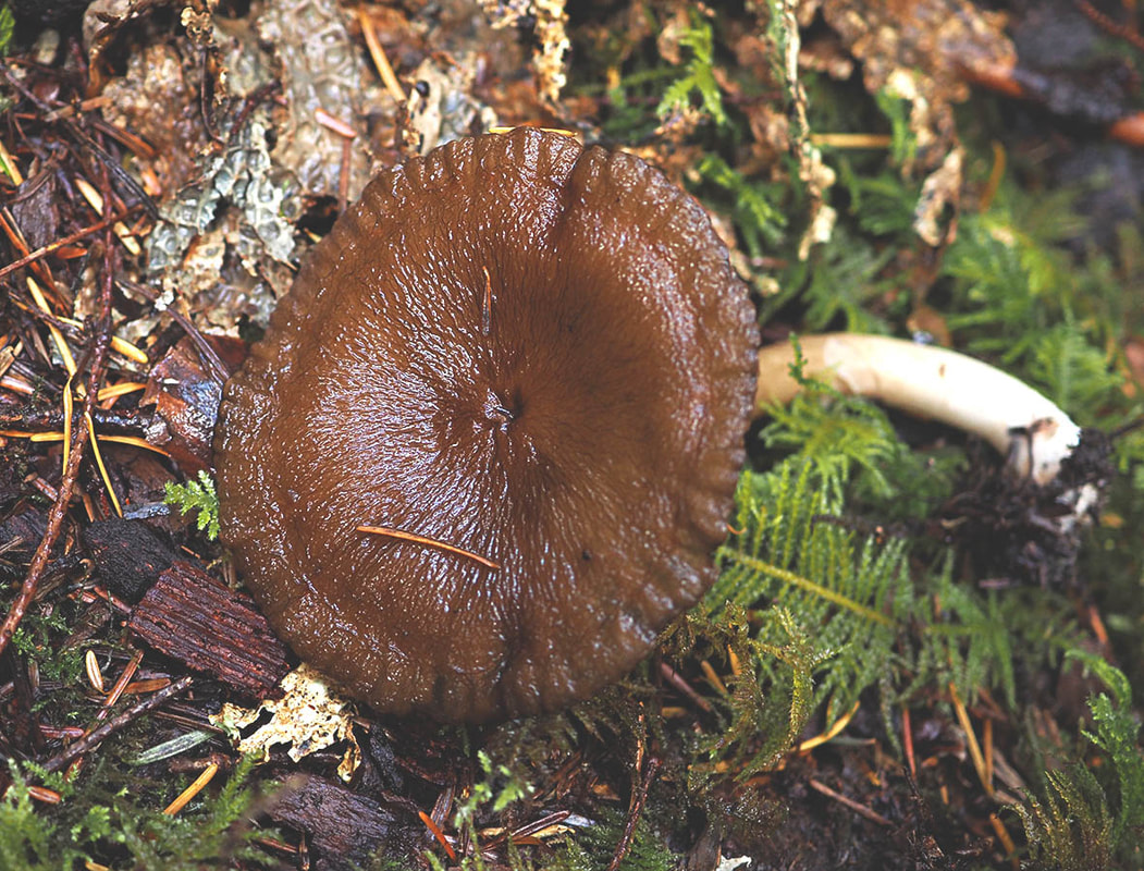 Leptonia fuligineomarginata