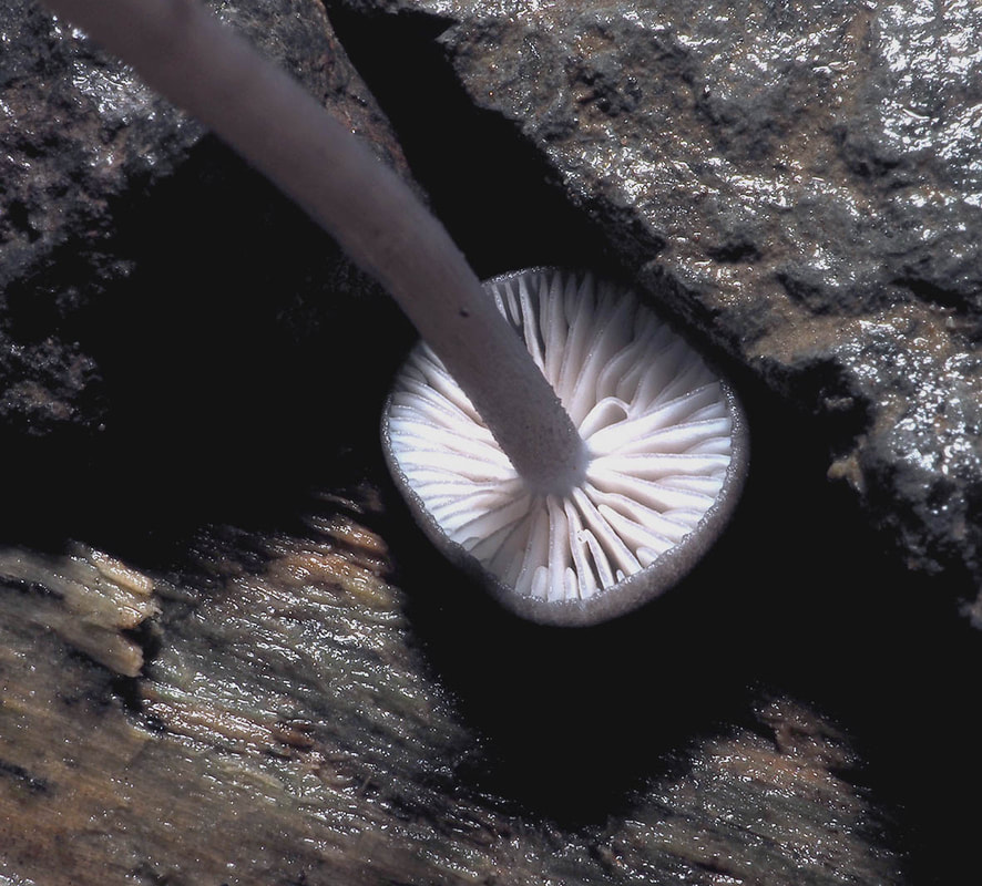 Leptonia serrulata (Blue-toothed leptonia)
