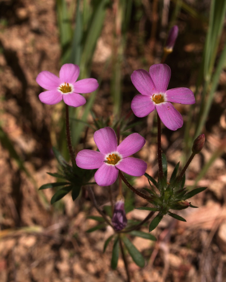 Leptosiphon androsaceus