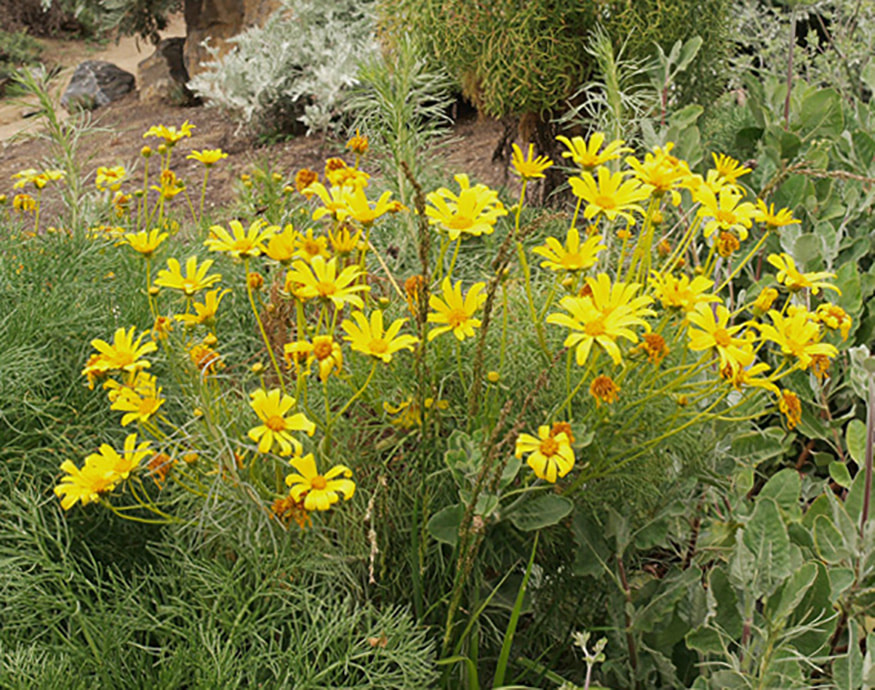 Leptosyne gigantea