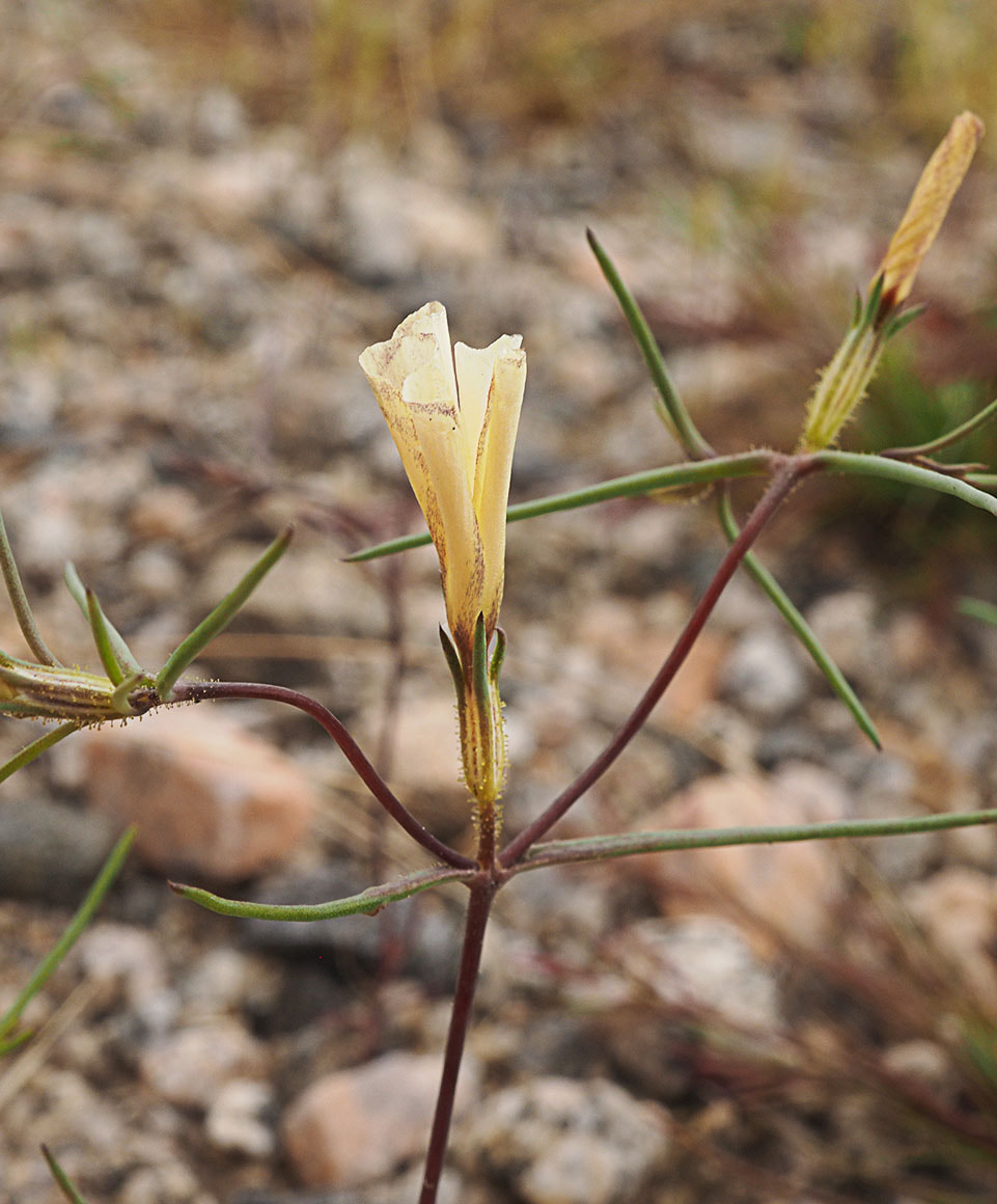 Linanthus filiformis