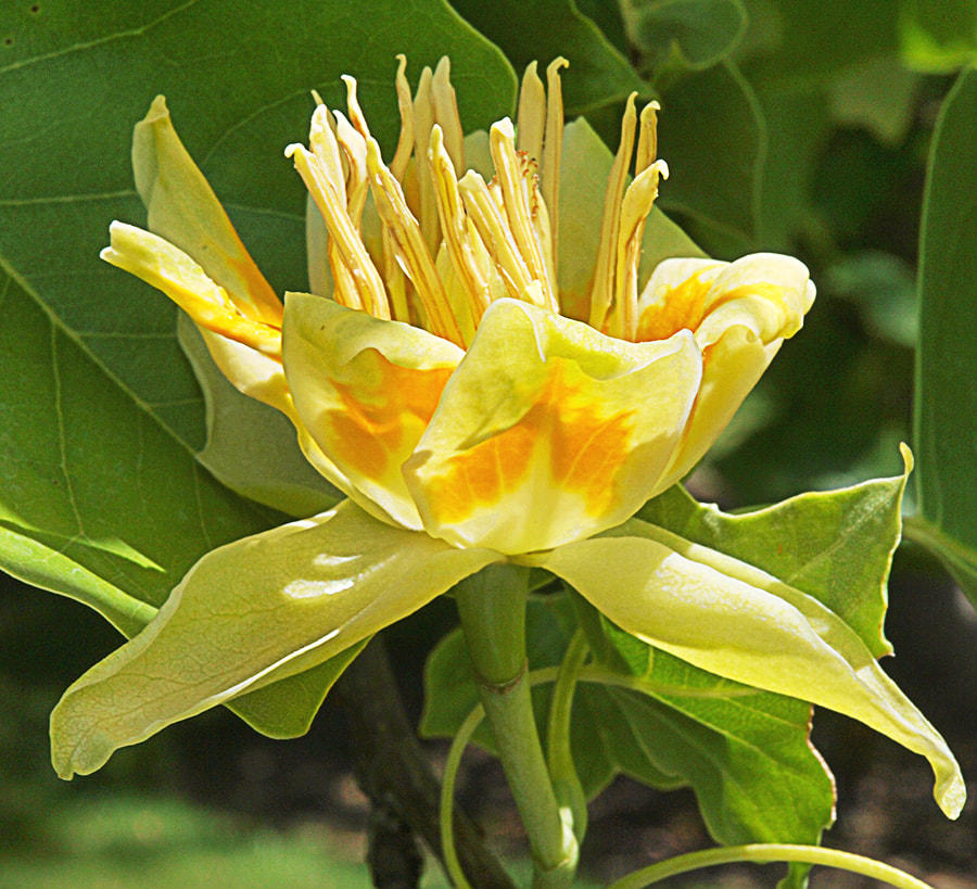 Liriodendron tulipifera (Tulip-tree)