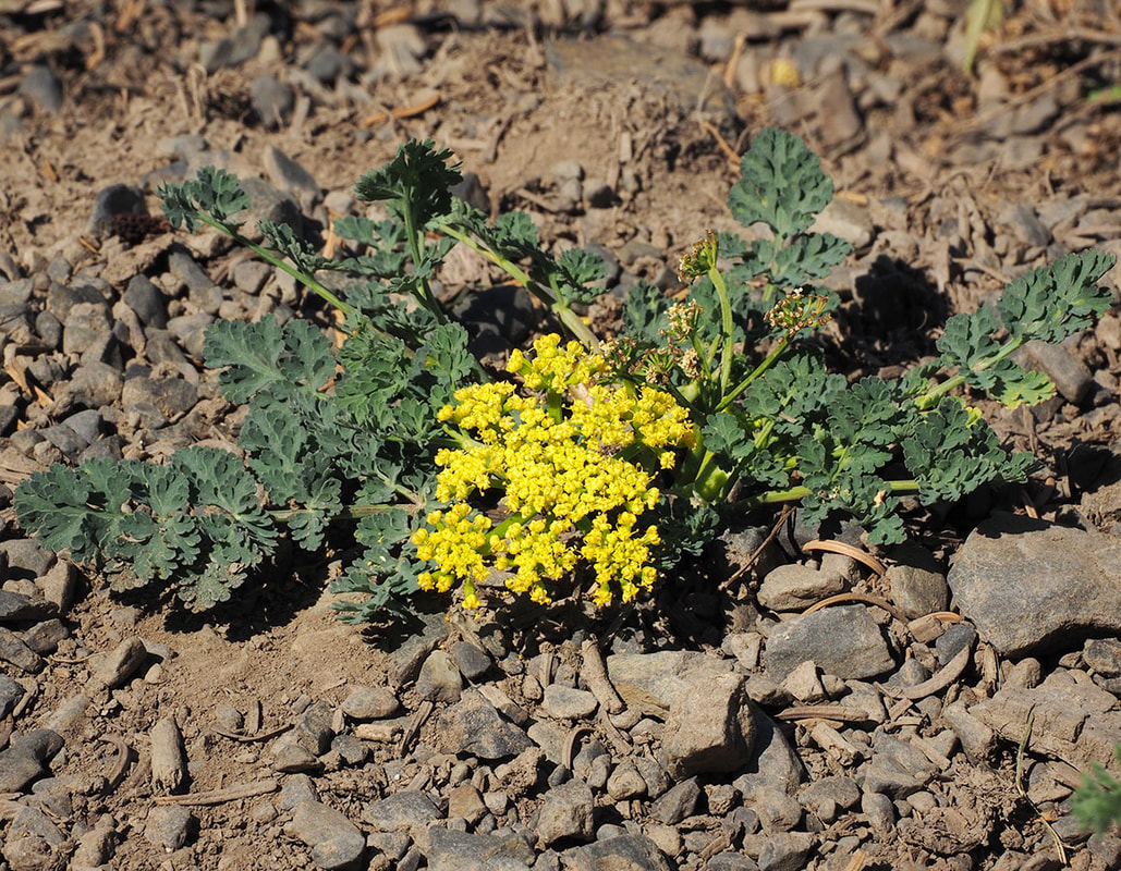 Lomatium martindalei var. flavum 