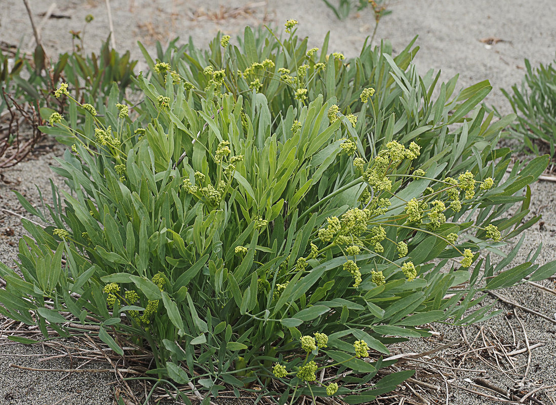 Lomatium nudicaule (Bare-stemmed Biscuit-root)