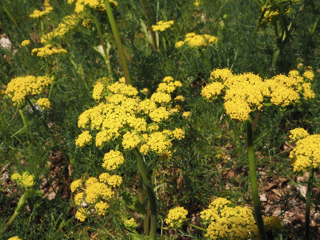 Lomatium utriculatum (Spring gold)