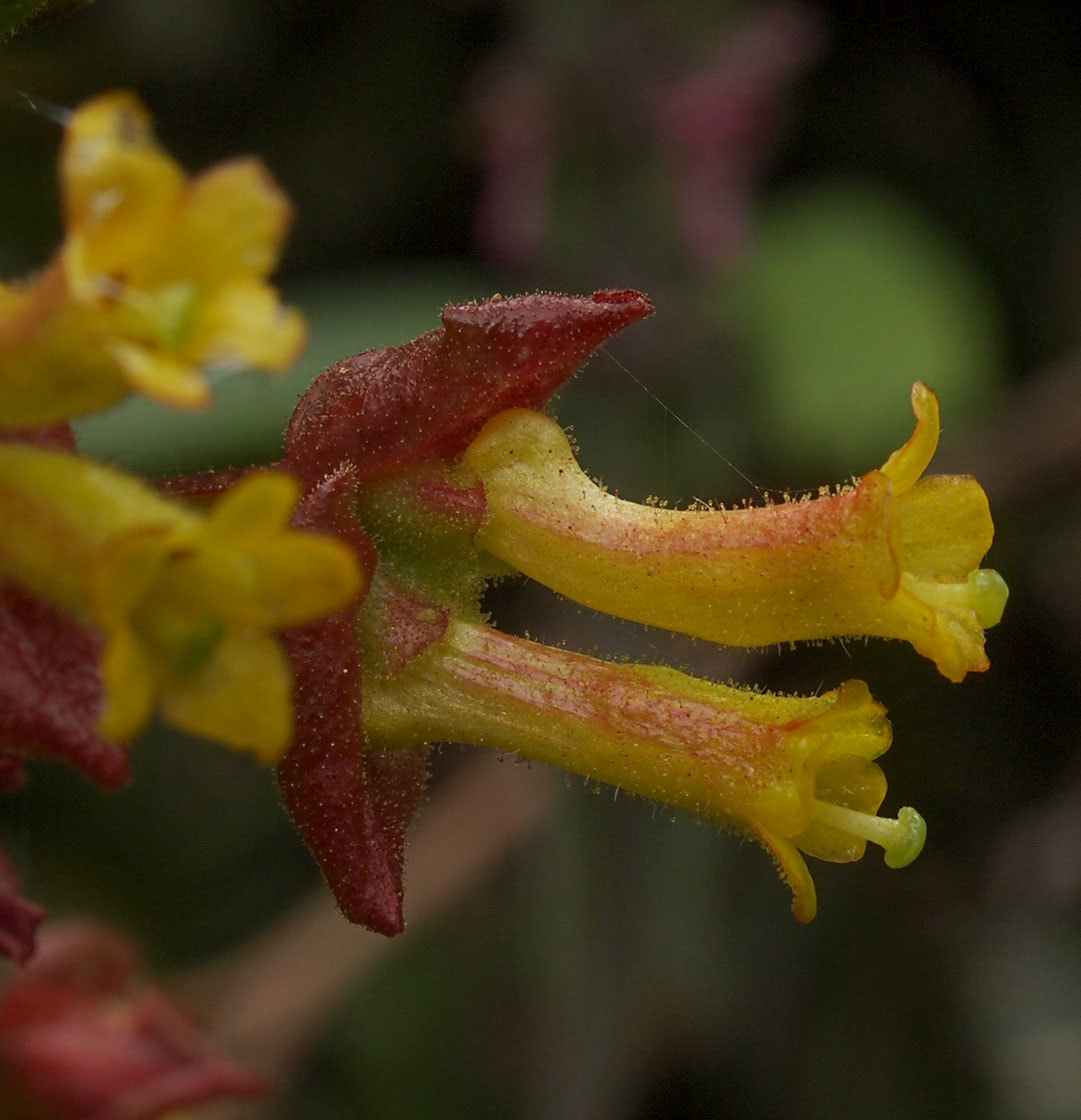 Lonicera involucrata var. ledebourii