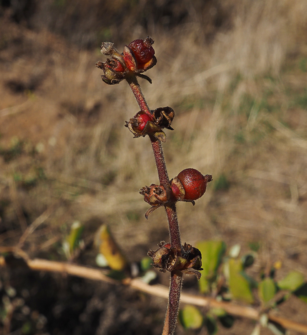 Lonicera subspicata var. denudata
