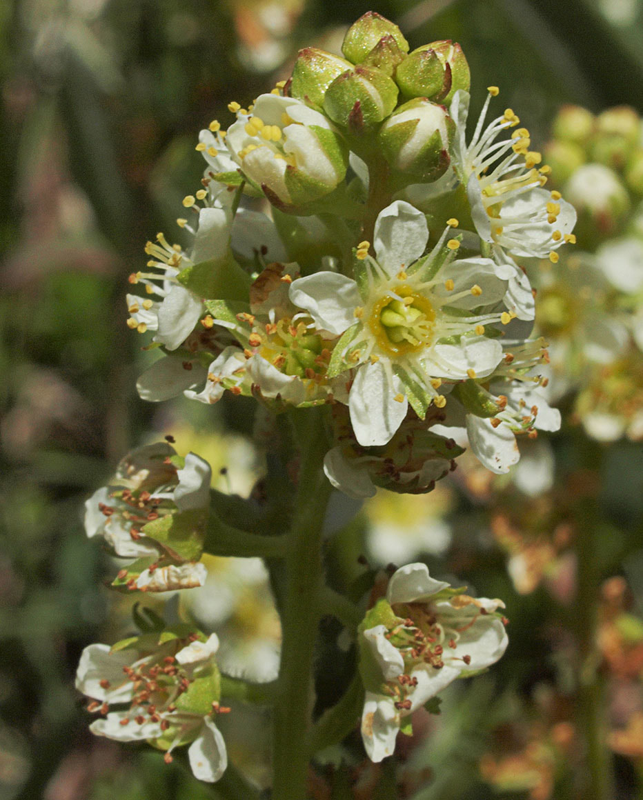 Luetkea pectinata