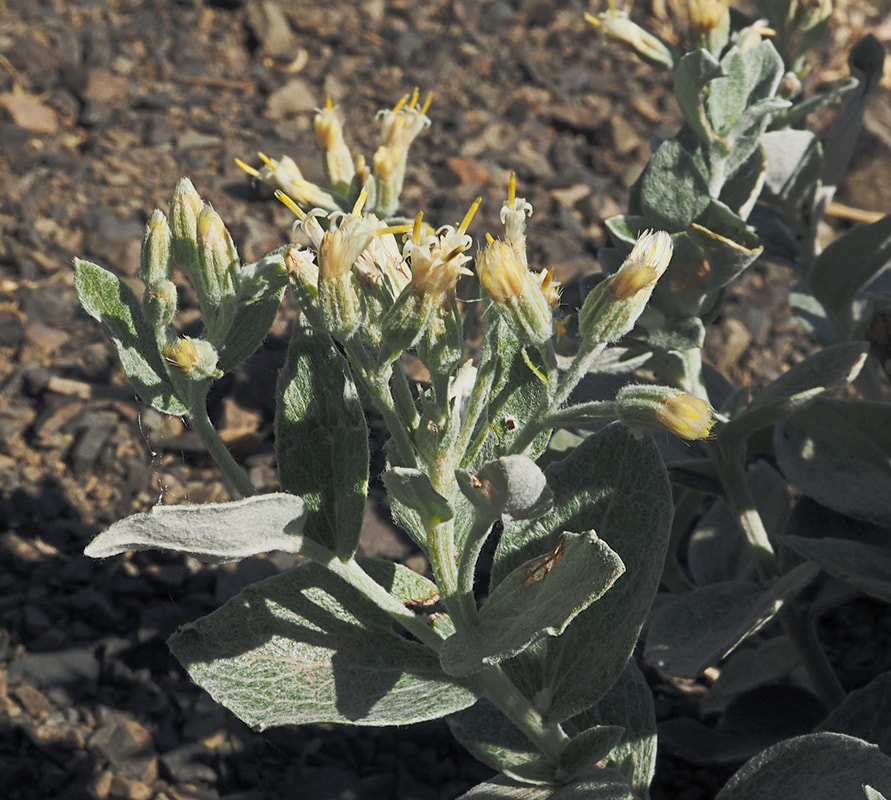 Luina hypoleuca (Littleleaf luina)