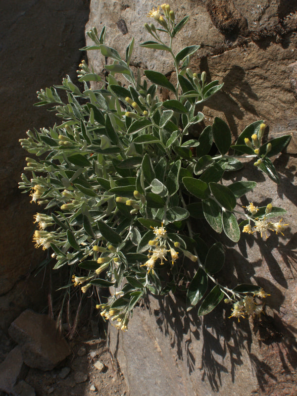 Luina hypoleuca