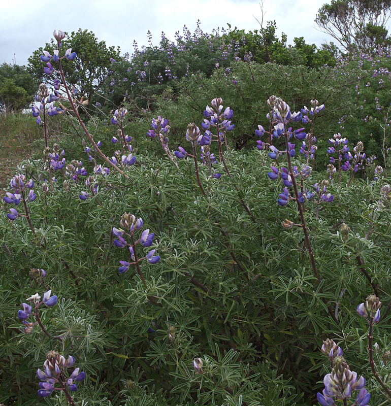 Lupinus albifrons var. albifrons