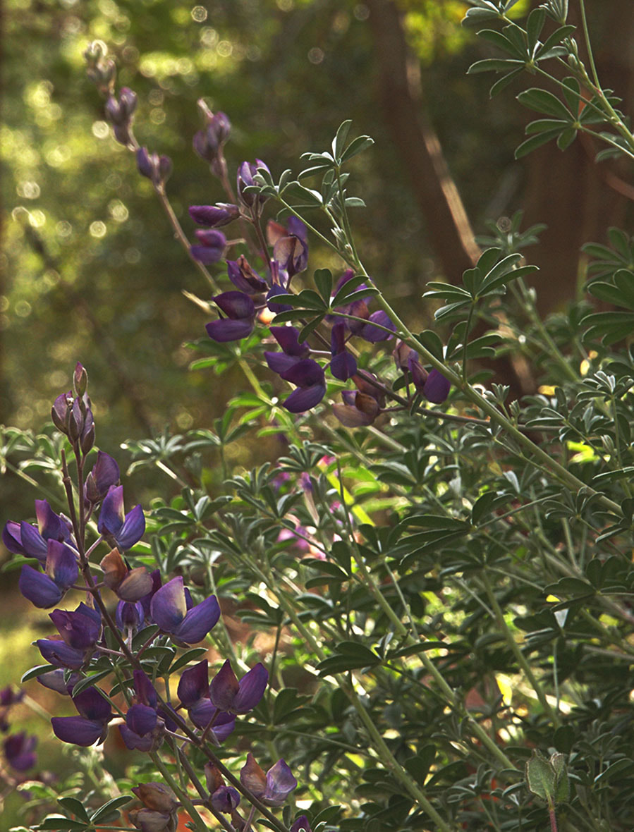 Lupinus albifrons var. collinus