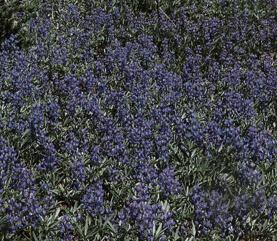Lupinus andersonii