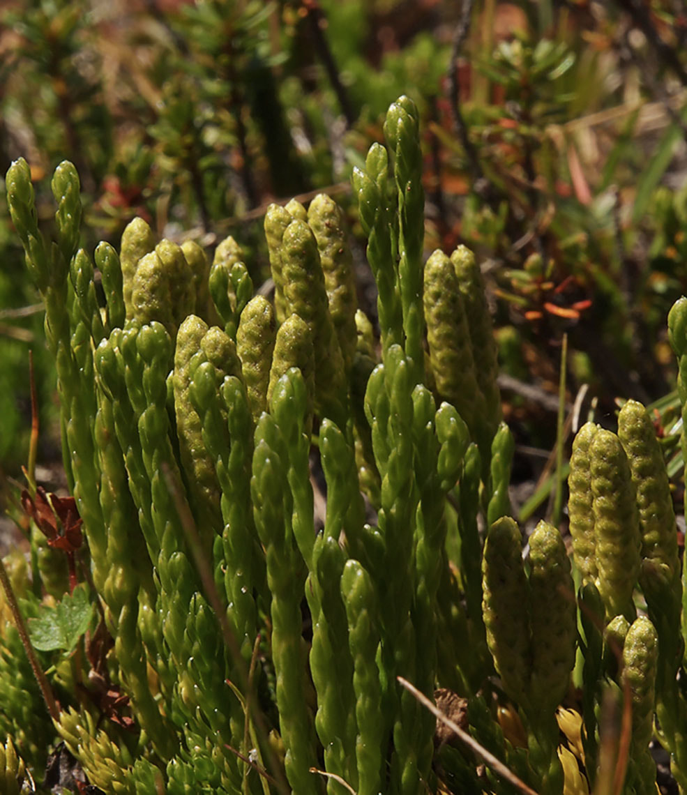 Lycopodium alpinum