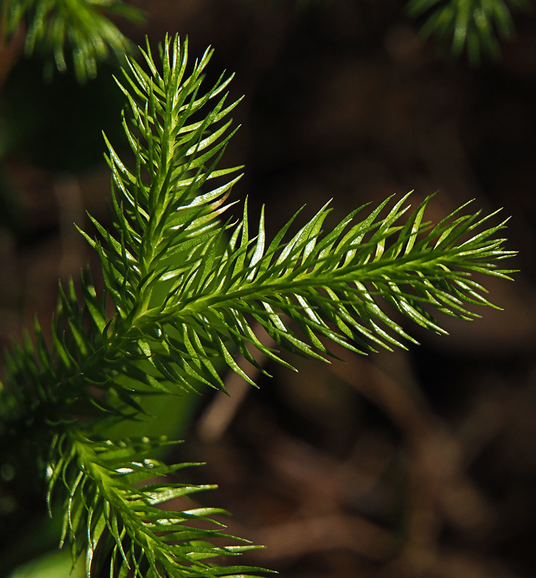Lycopodium annotinum