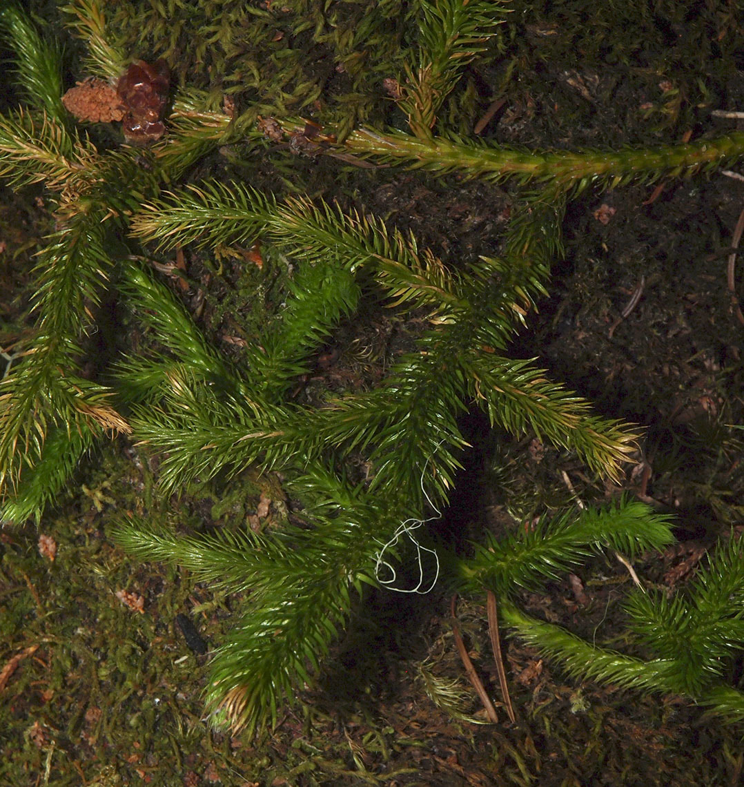 Lycopodium clavatum