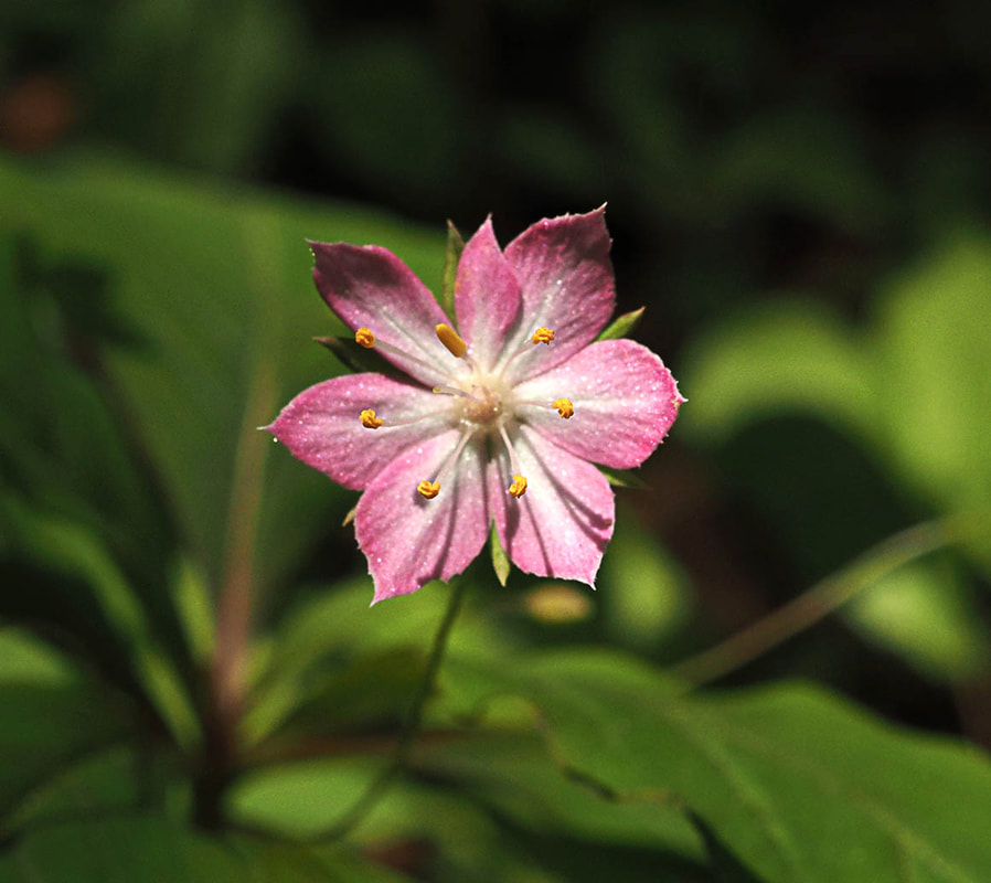 Lysimachia latifolia (Western starflower)