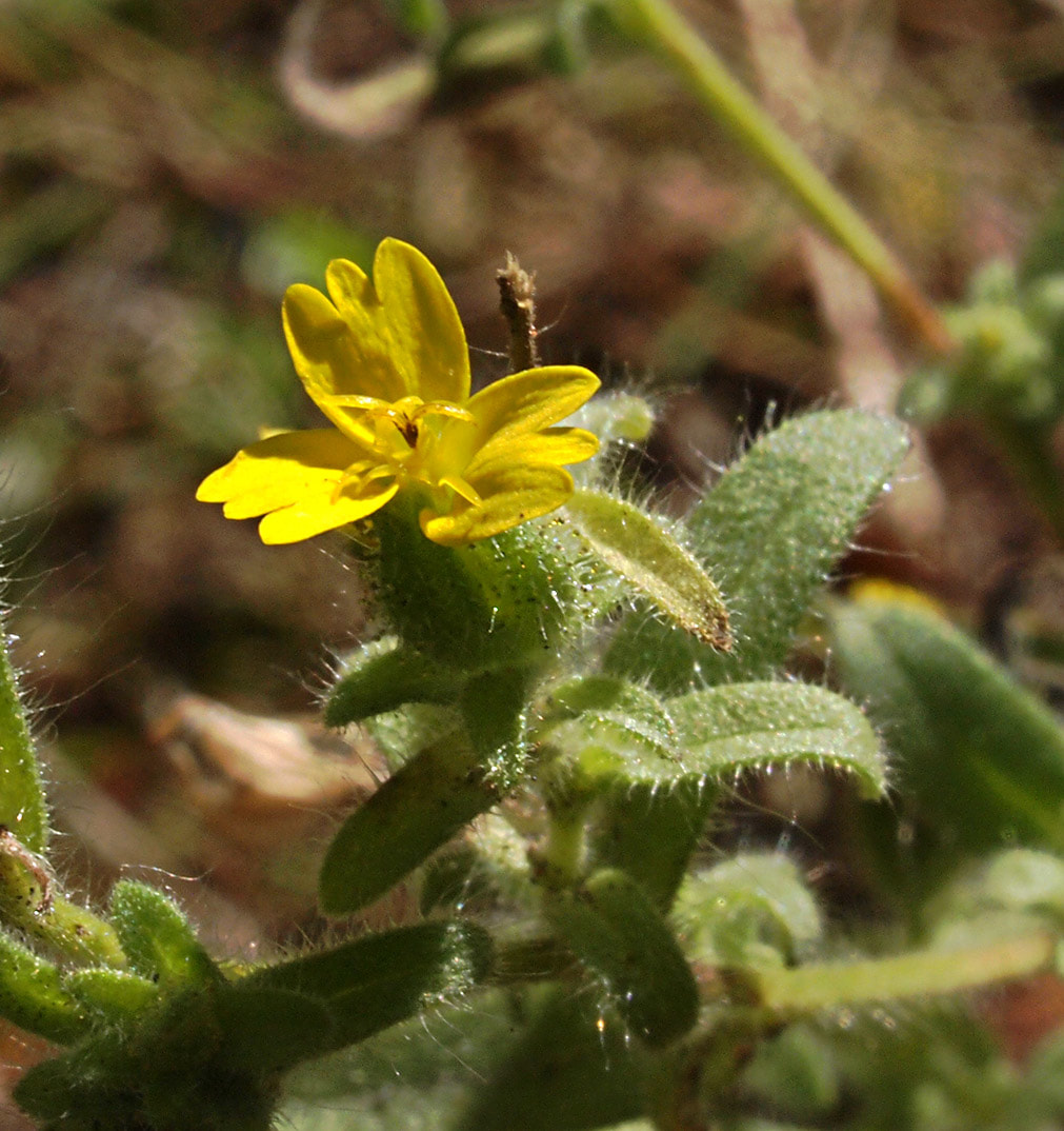 Madia glomerata