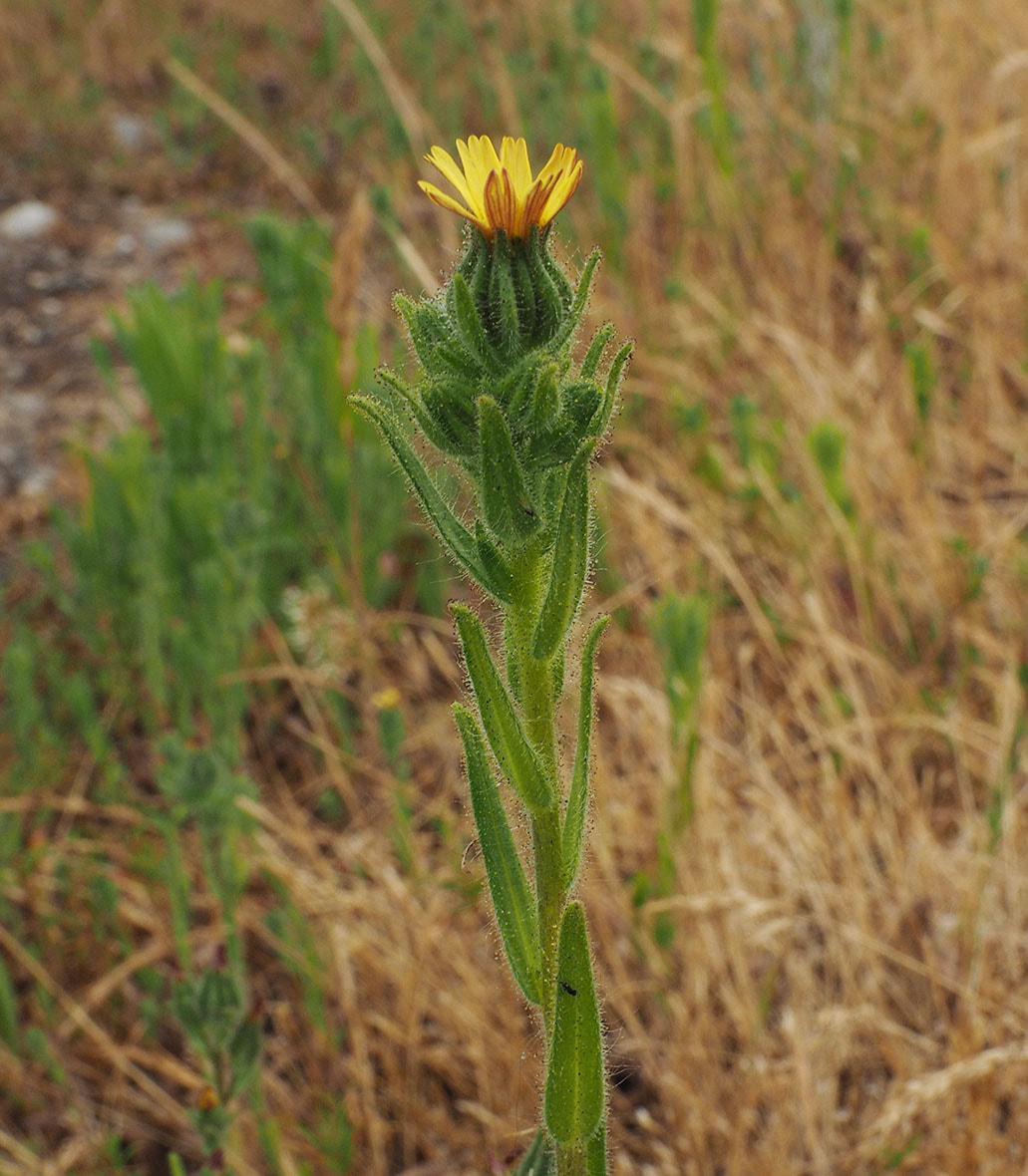 Madia sativa