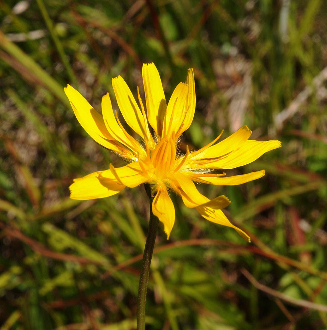 Microseris borealis