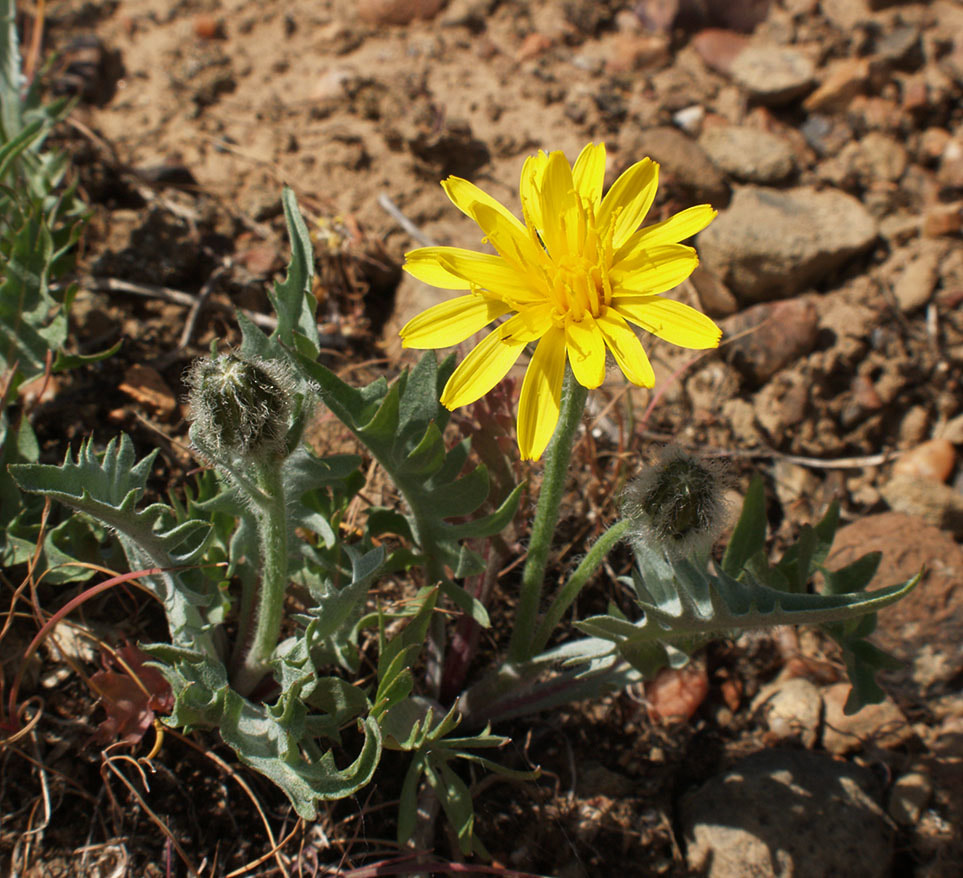 Microseris laciniata ssp. laciniata