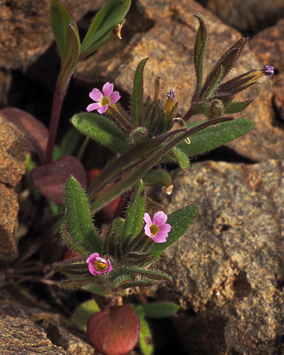 Microsteris gracilis
