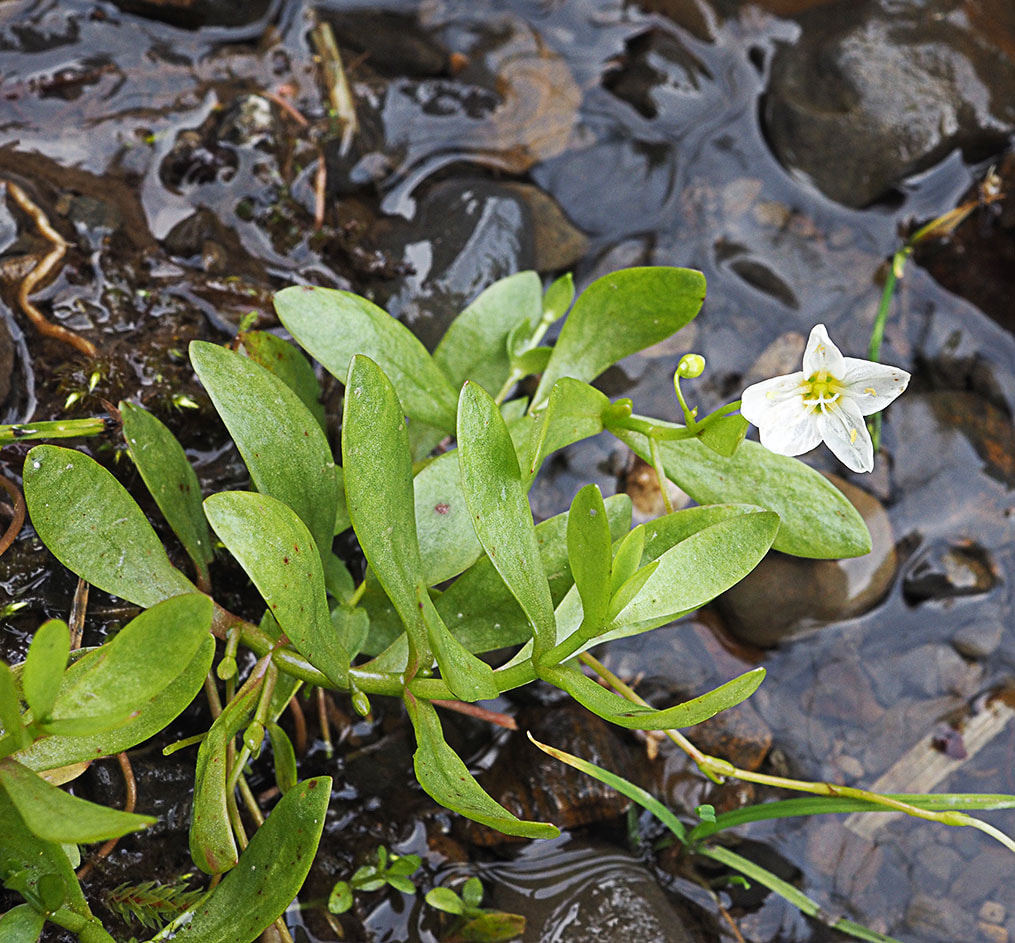 Montia chamissoi (Chamisso's montia)