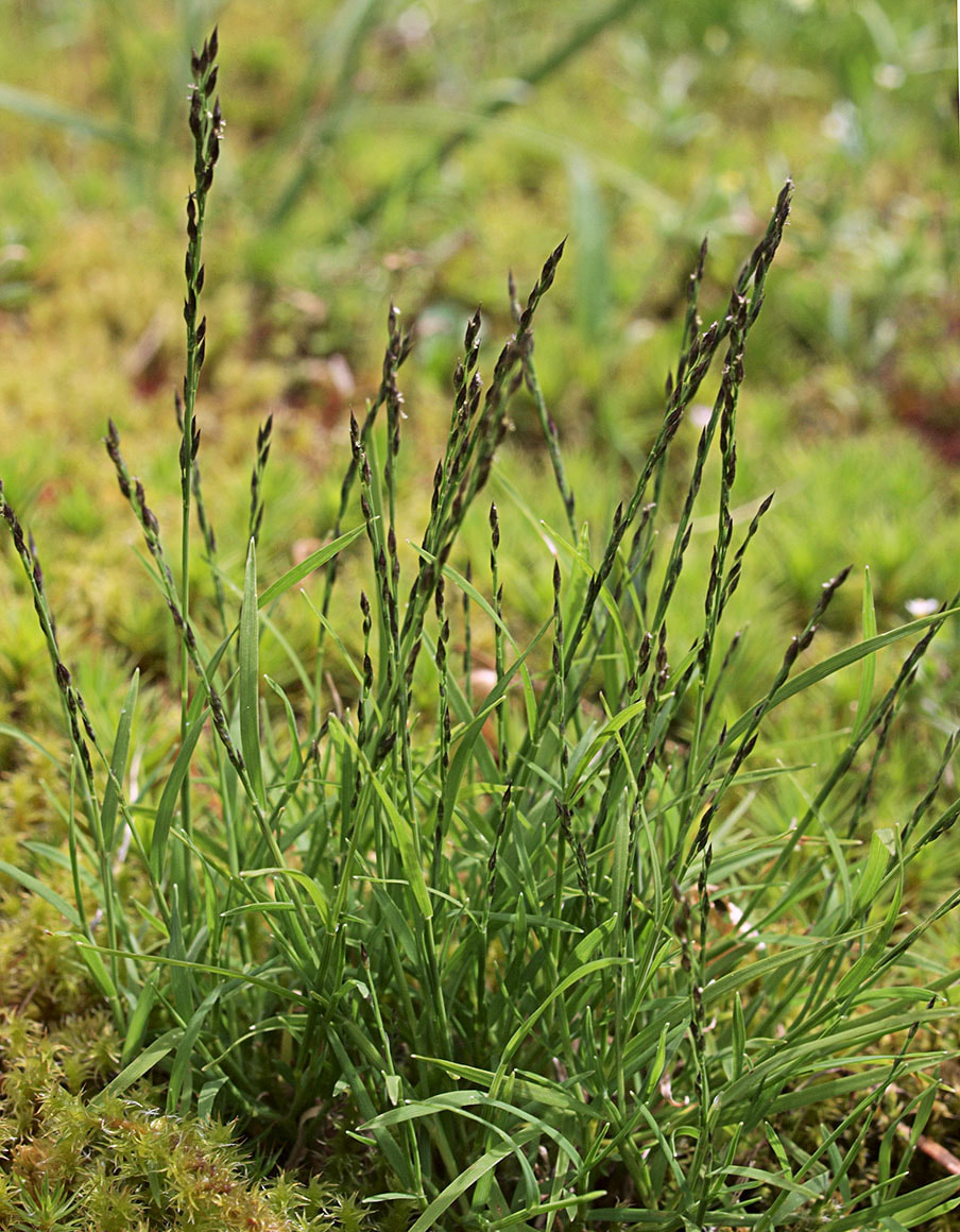 Muhlenbergia filiformis