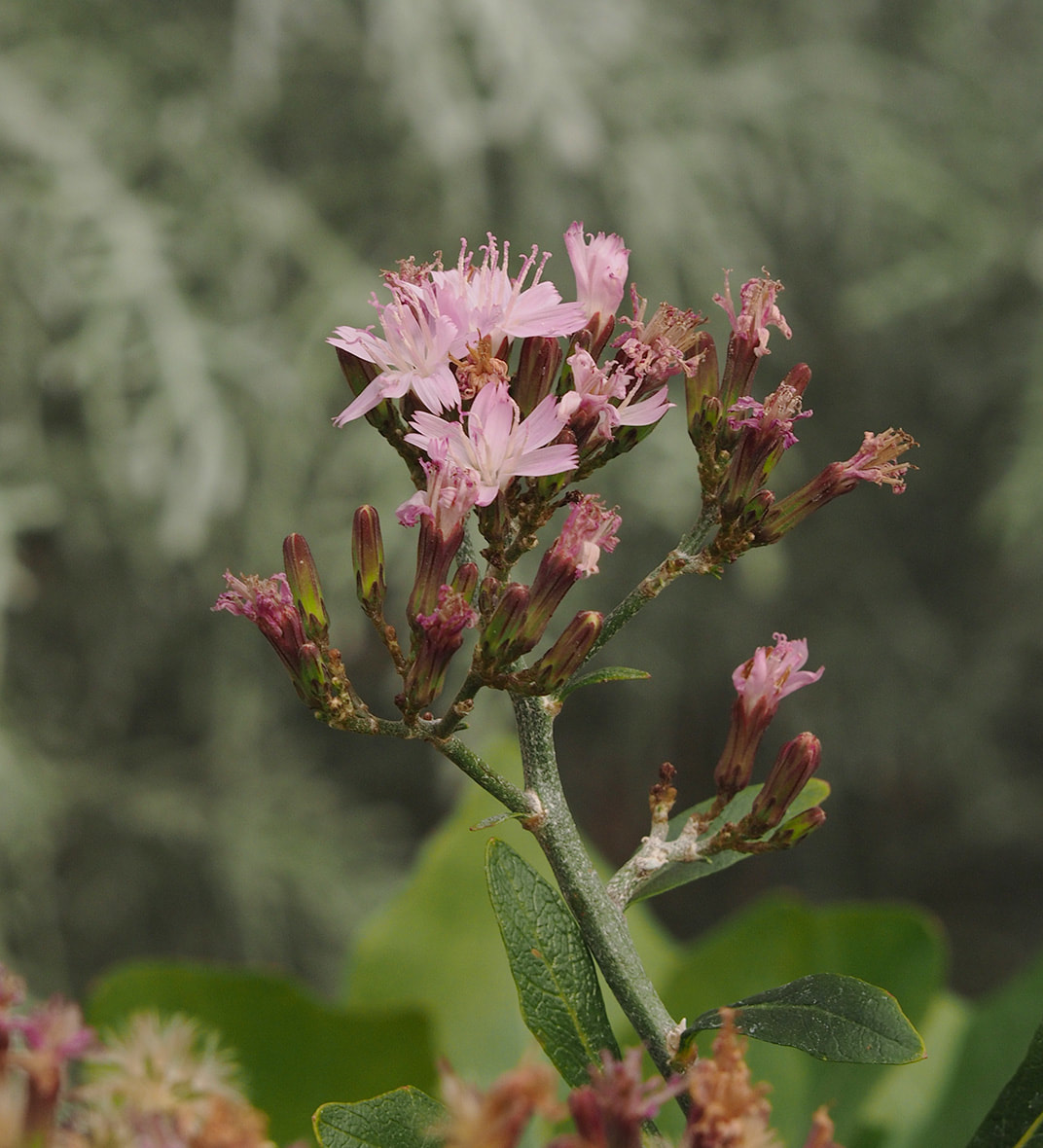 Munzothamnus blairii