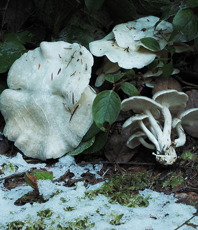 Clitocybe rivulosa (Sweat-producing Clitocybe)