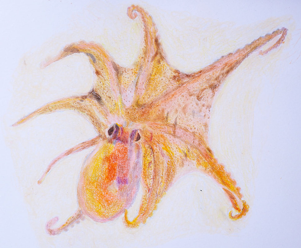 Smooth skinned Octopus - Colored Pencil