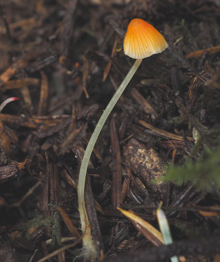 Mycena aurantiidisca