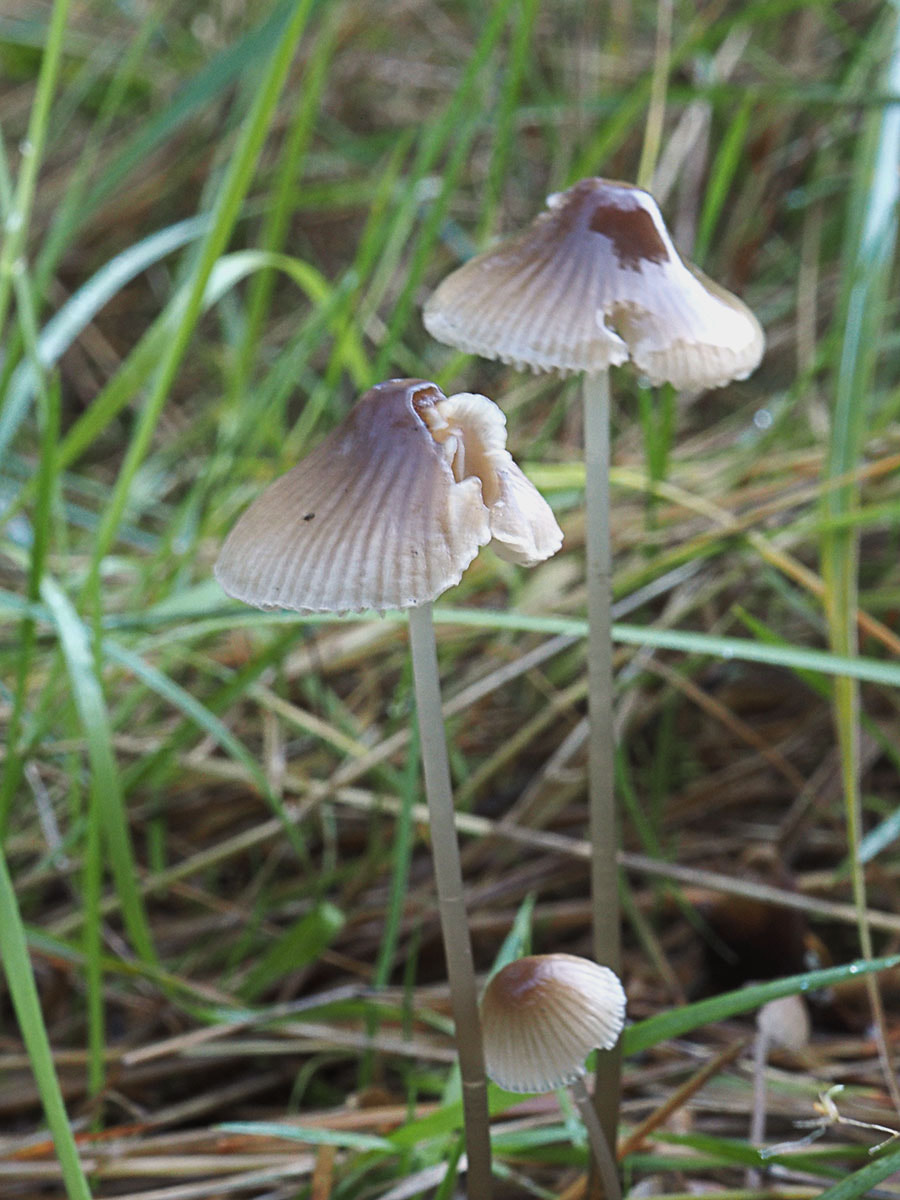 Mycena citrinomarginata (Yellow-edged mycena)