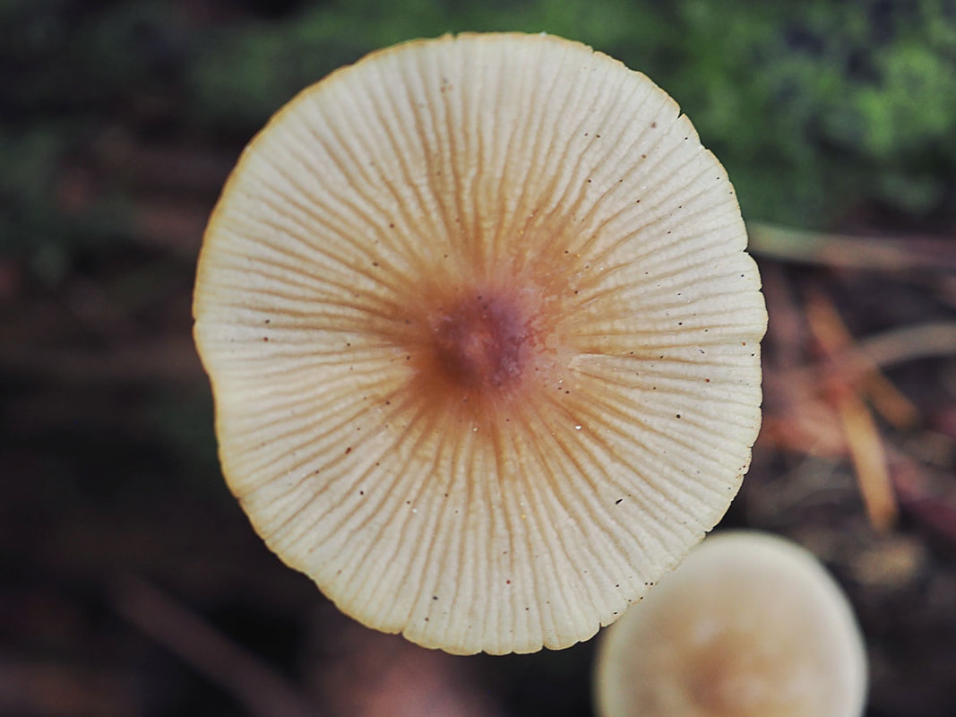 Mycena galericulata (Common bonnet)