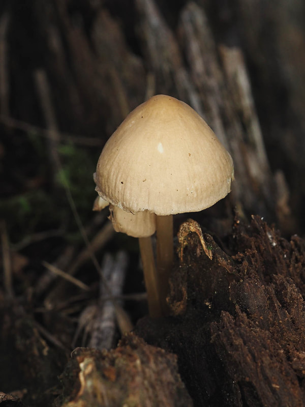 Mycena subcana (Neutral gray mycena)
